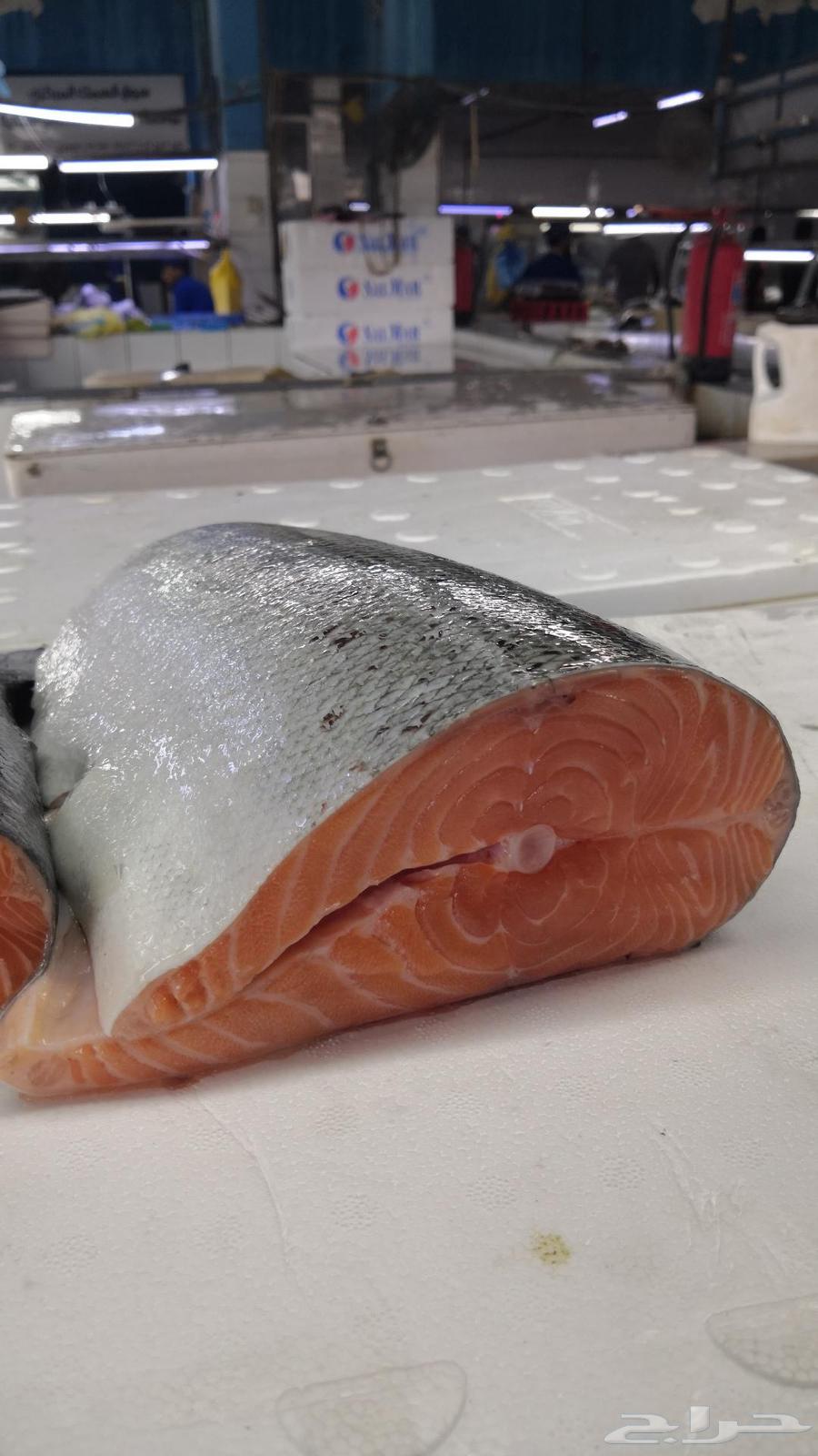 Fresh fish Jeddah63056773248002114