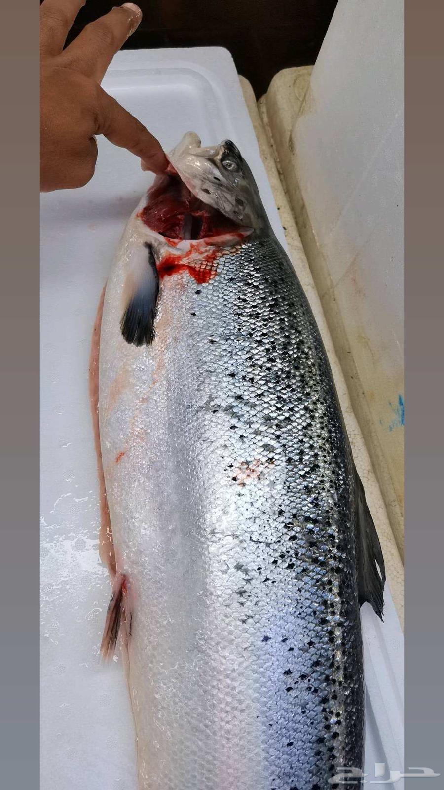 Fresh fish Jeddah63056773248002113