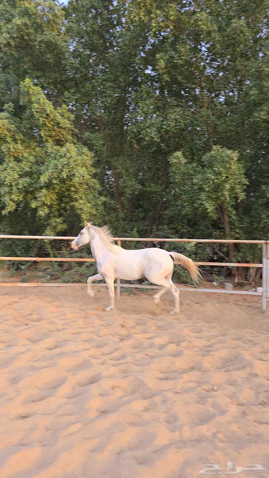 My mare is a rarity, beautiful in color and eye, crystal prayer on the Prophet63061103673347113