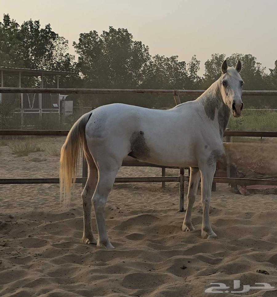 My mare is a rarity, beautiful in color and eye, crystal prayer on the Prophet63061103673347114