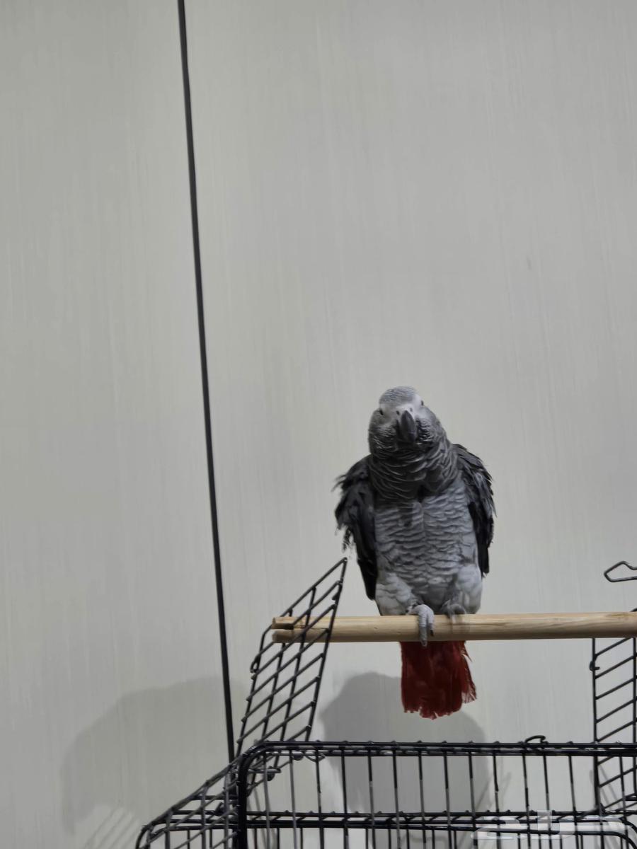 Casco bird for sale63059246157953112