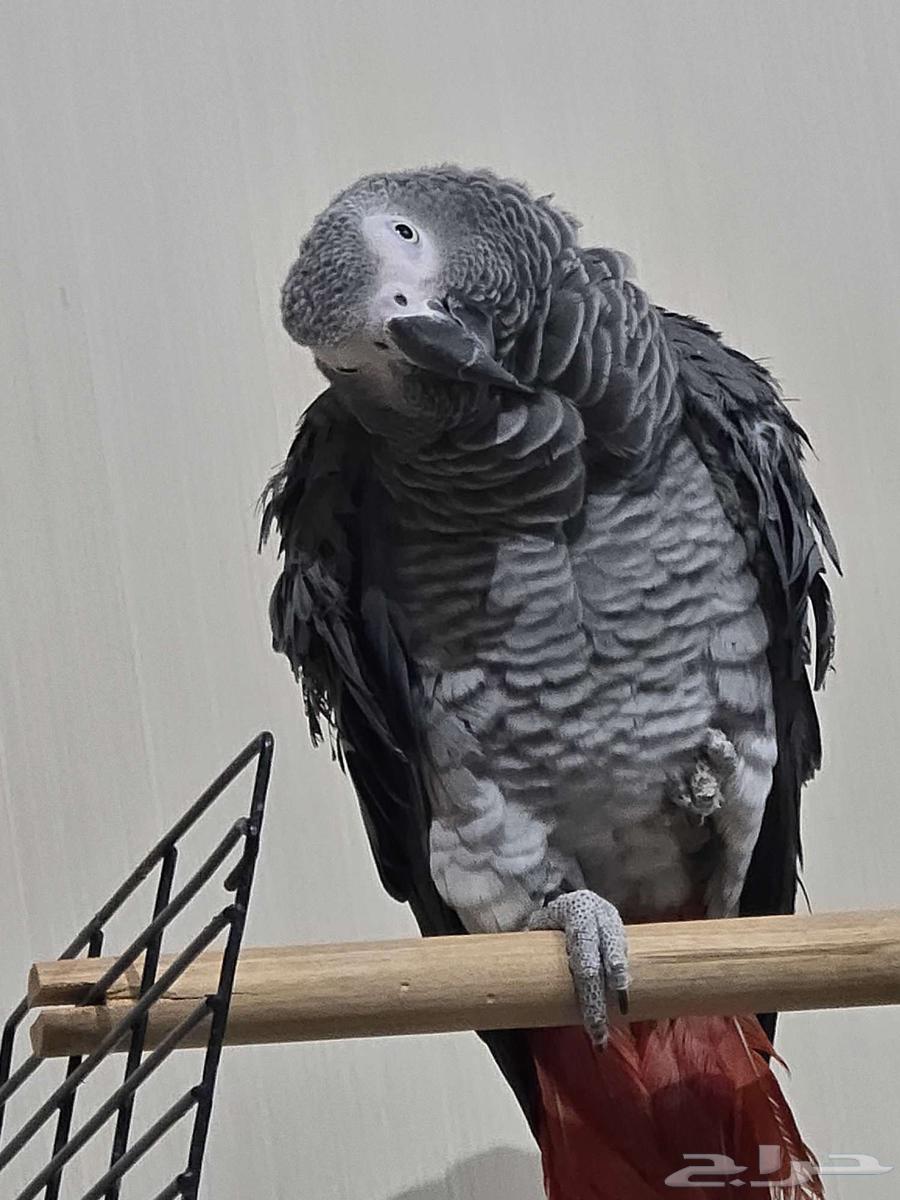 Casco bird for sale63059246157953111