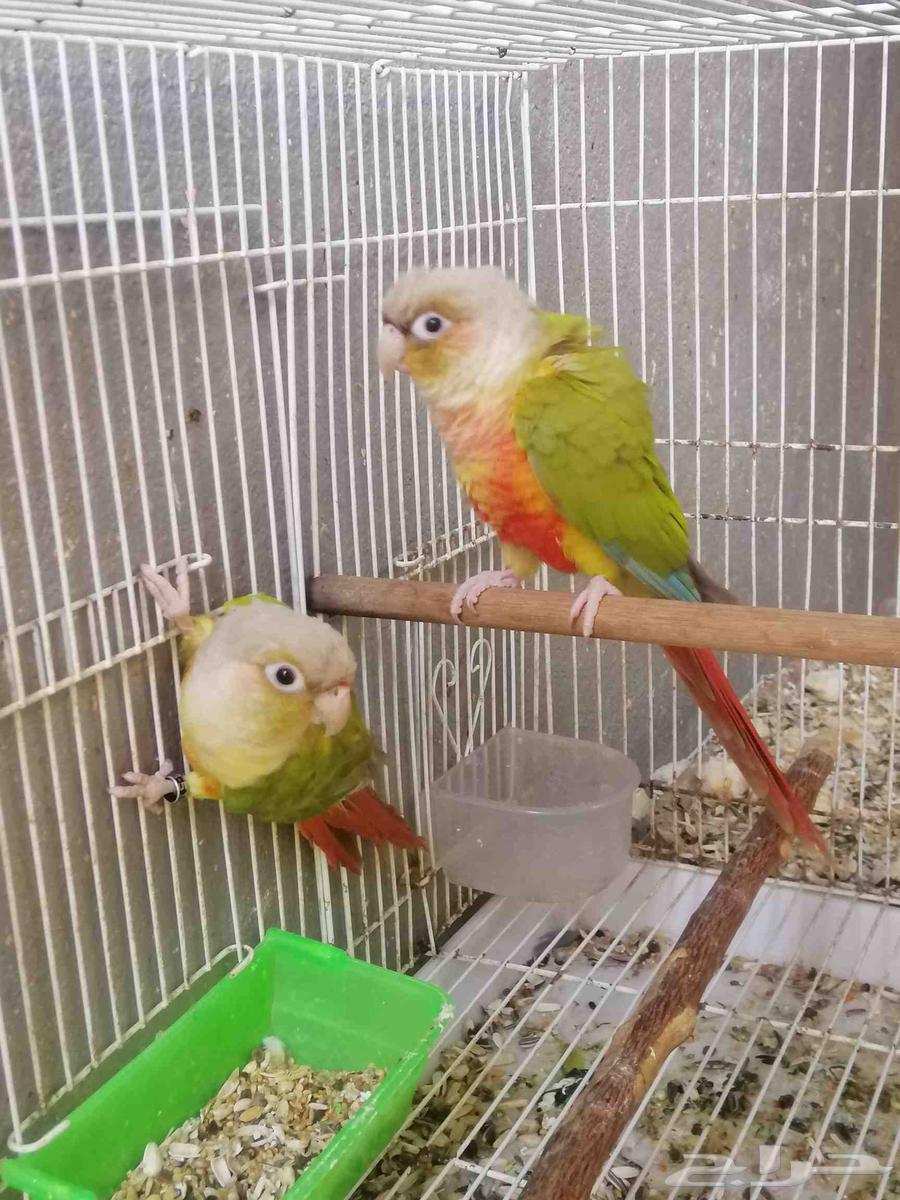 تم البيع كنيور اناناس..63066420933507113