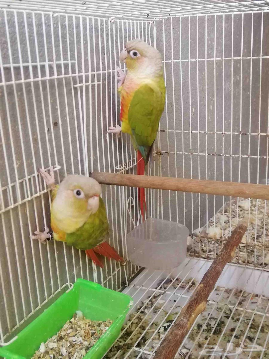 تم البيع كنيور اناناس..63066420933507111