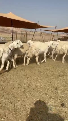 What Allah wills and Allah blesses, I present to you the sheep of Hurayat Rukhal63058439789569112