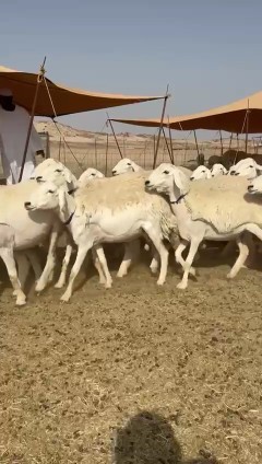 What Allah wills and Allah blesses, I present to you the sheep of Hurayat Rukhal63058439789569114