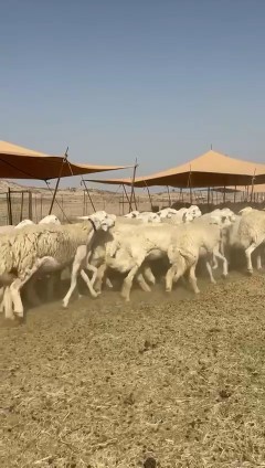 What Allah wills and Allah blesses, I present to you the sheep of Hurayat Rukhal63058439789569113
