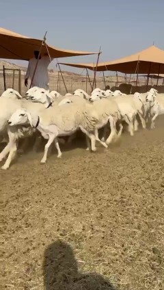 What Allah wills and Allah blesses, I present to you the sheep of Hurayat Rukhal63058439789569111