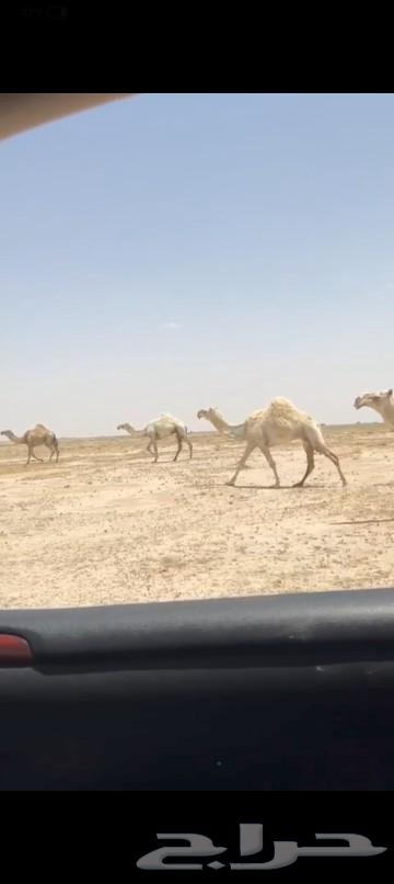 Text number 26 has three alternations and a dead camel that spoke to her and a bull mounted on it.63058848416515112