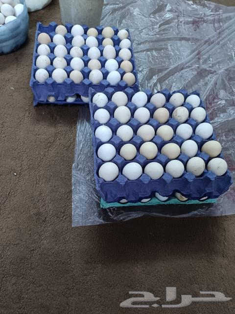 Local chicken, Fiumi white, sauce and fertilized eggs for food63057621442051112