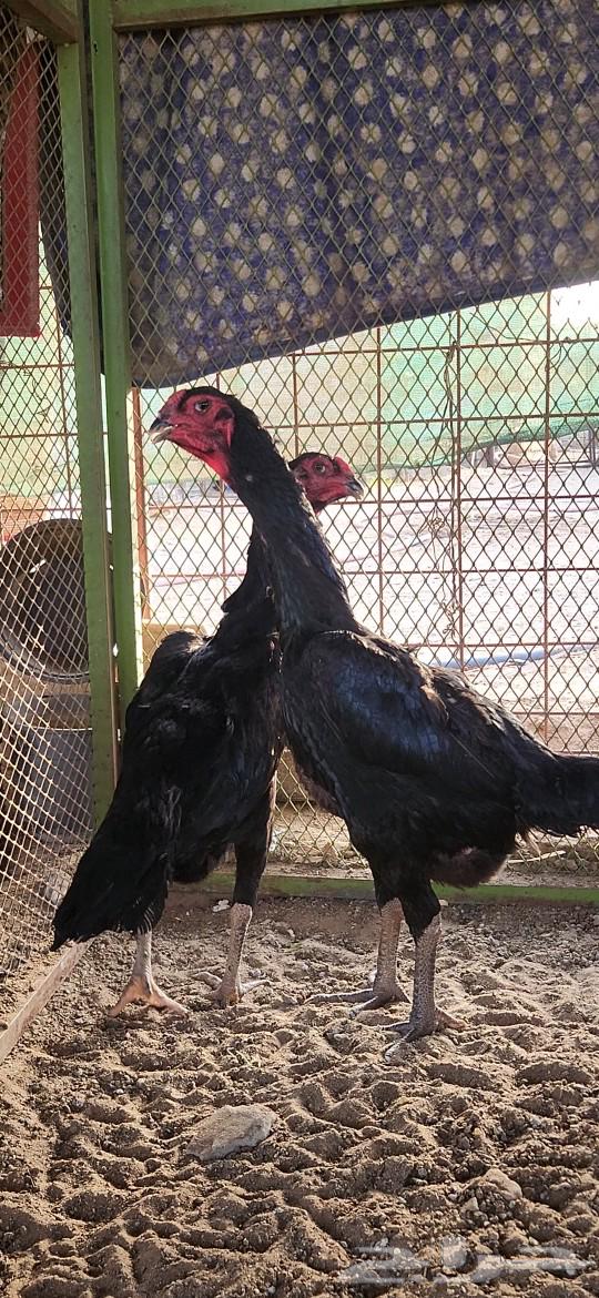 German Shamo chicken with blood shakes63057995170050112