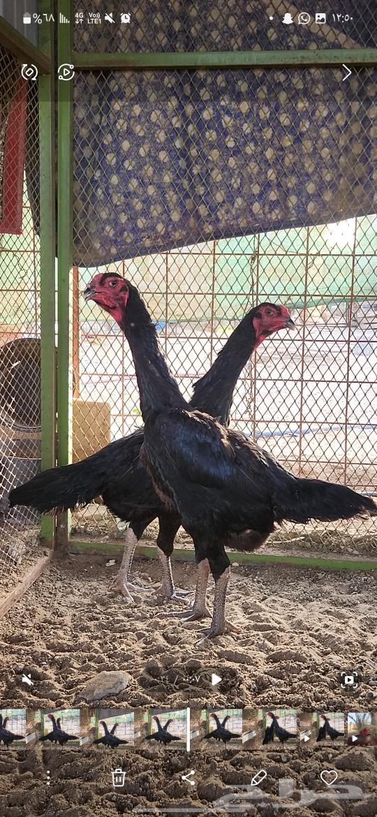 German Shamo chicken with blood shakes63057995170050113