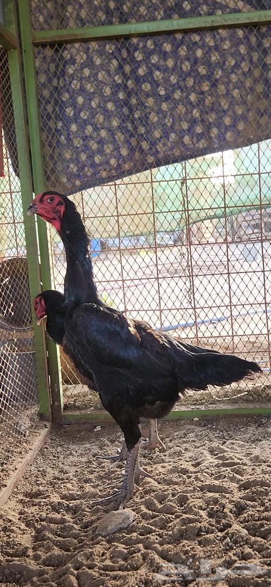 German Shamo chicken with blood shakes63057995170050111