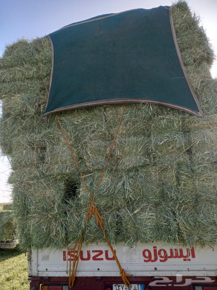 Nice new soft green cloth63056759171329112