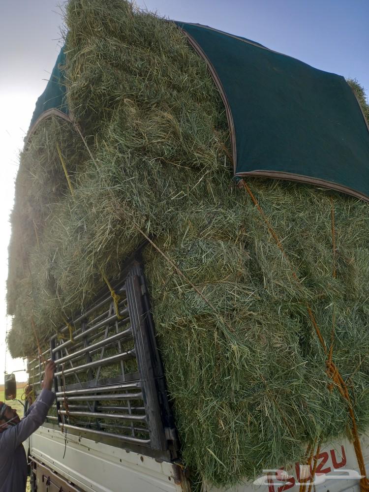 Nice new soft green cloth63056759171329111