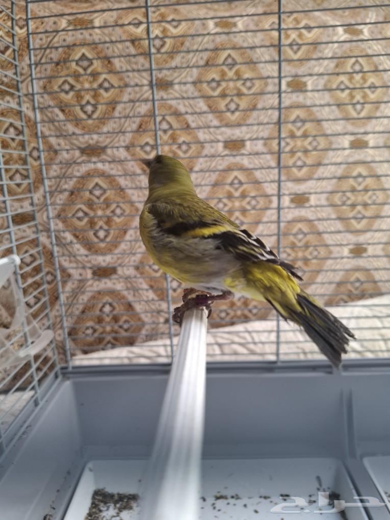 Female Green Magellan's Seamount (( Sold ))63059246864129111