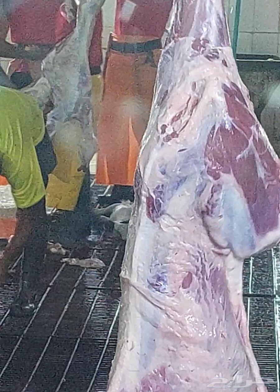 Acaisha Hajjaj Classification A Plus - Slaughters - Dry Meals - 25 Years Experience63083742654723113