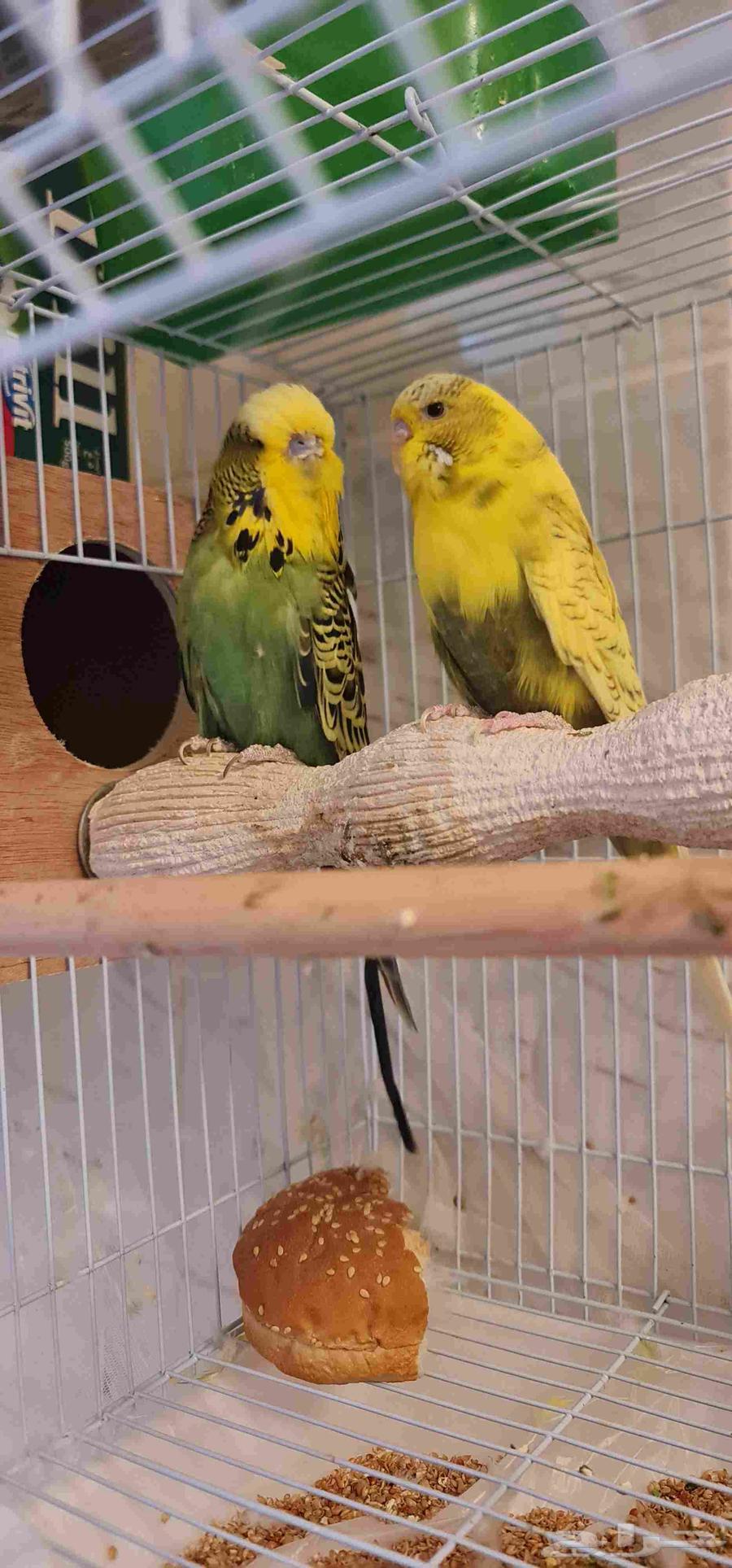 I have a very lovely lory, rose's husband and an English budgie.63063635604610113