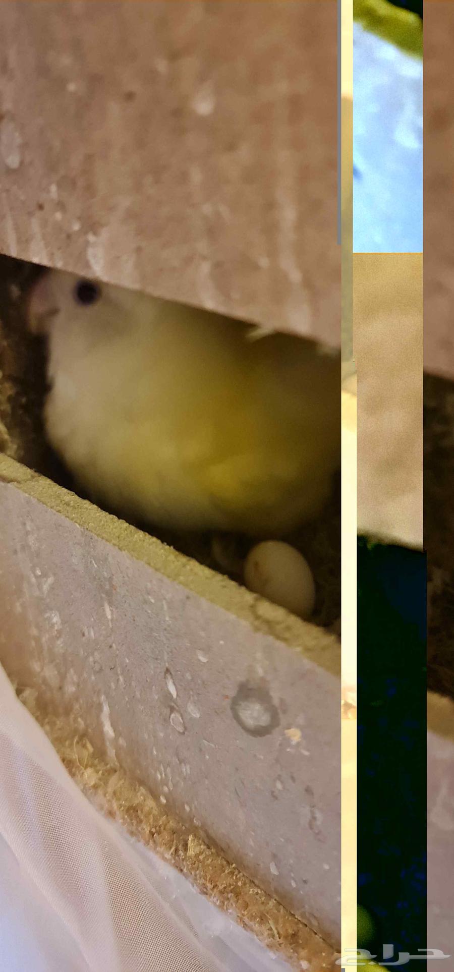 I have a very lovely lory, rose's husband and an English budgie.630636356046101127