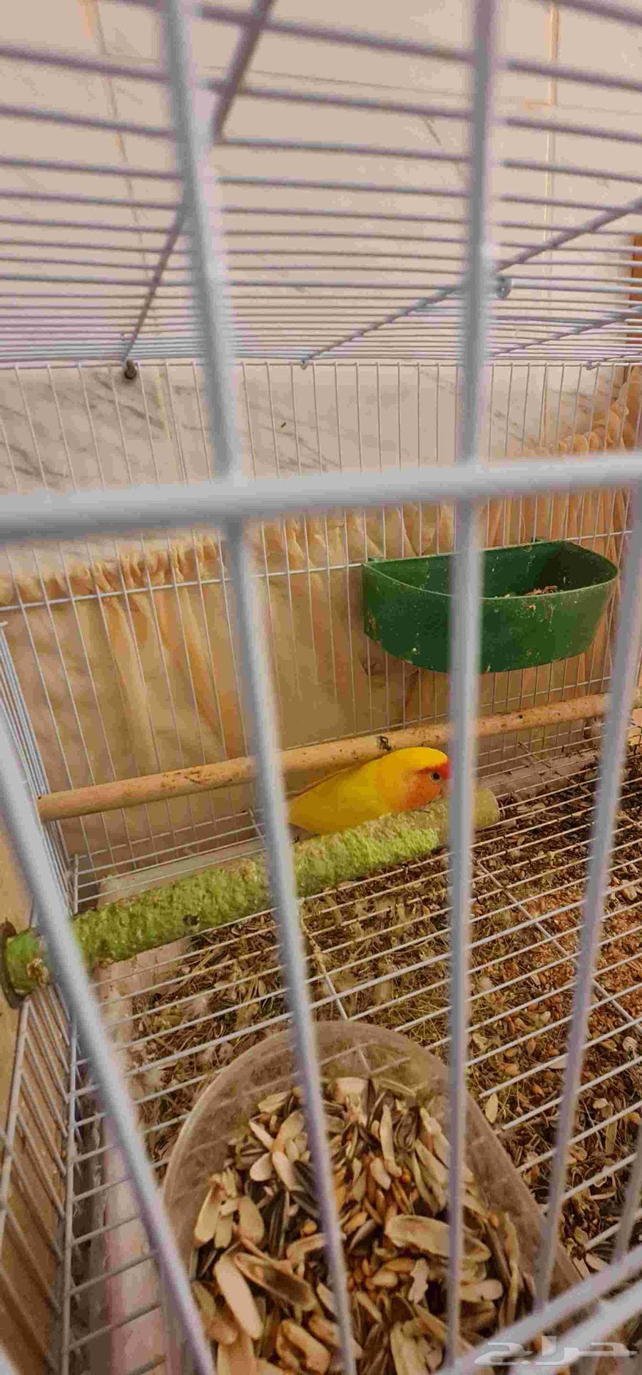 I have a very lovely lory, rose's husband and an English budgie.63063635604610112