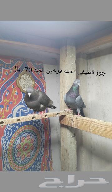 Catife bathroom63065230622595114