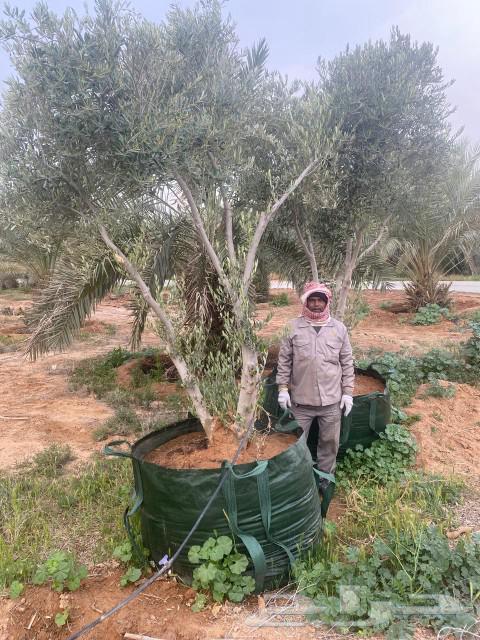 We have large olive trees.63055245660162111