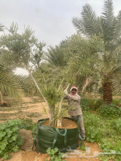 We have large olive trees.63055245660162112