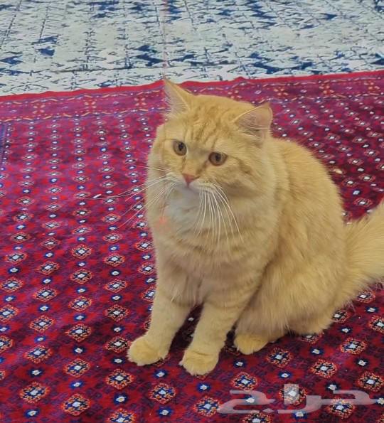 My cat is lost in the first Al-Hamra area63056026125058111