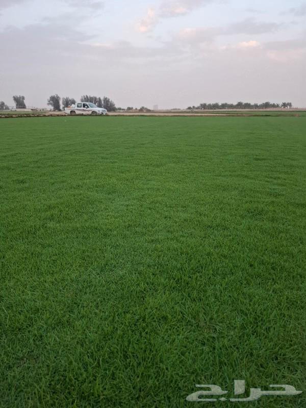 Tel Si 2000 Pure and Natural Gharida Qoli Al-Kharg63055600649474111