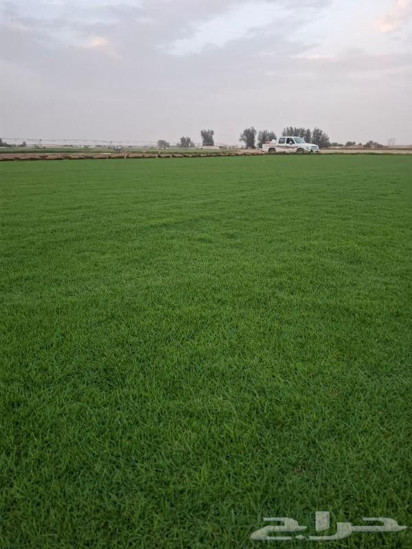Tel Si 2000 Pure and Natural Gharida Qoli Al-Kharg63055600649474112