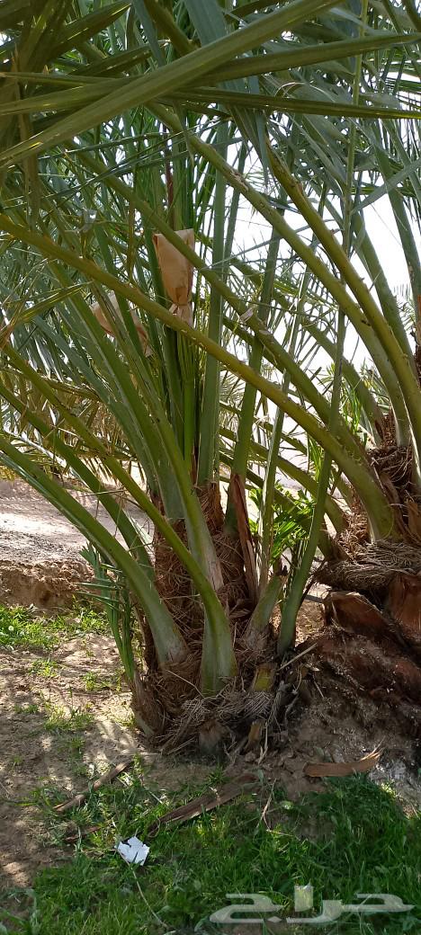 We have productive palm trees, all types are available63054490249986113