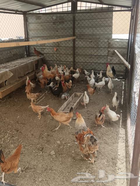 Chicken and duck for sale63052456166019112