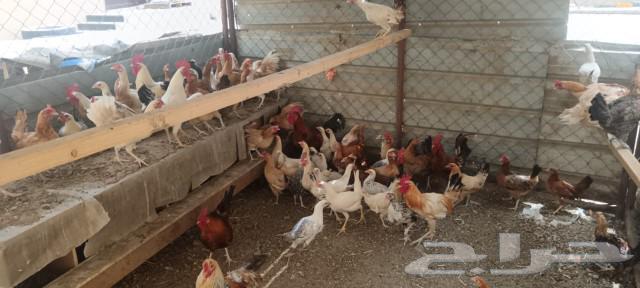 Chicken and duck for sale63052456166019113