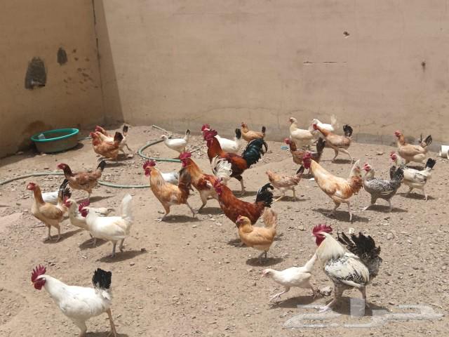 Chicken and duck for sale63052456166019111