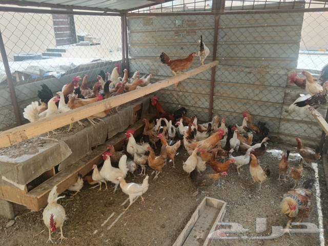 Chicken and duck for sale63052456166019114