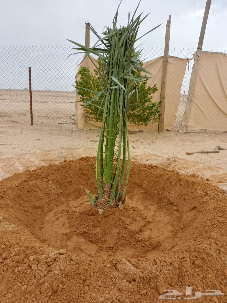 We have productive palm trees, all types are available63054490249986112