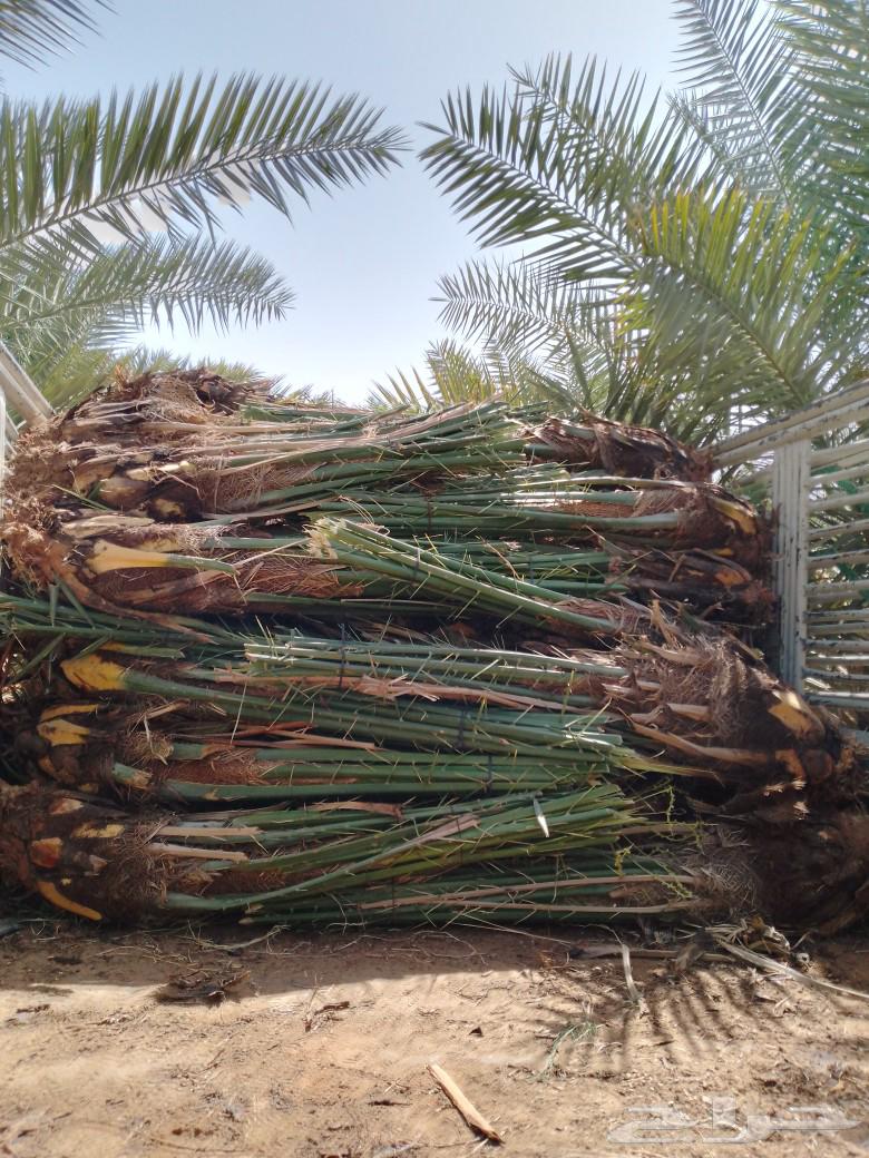 كمية كبيرة فسائل مجدول نخل عربي للبيع63052059230721111