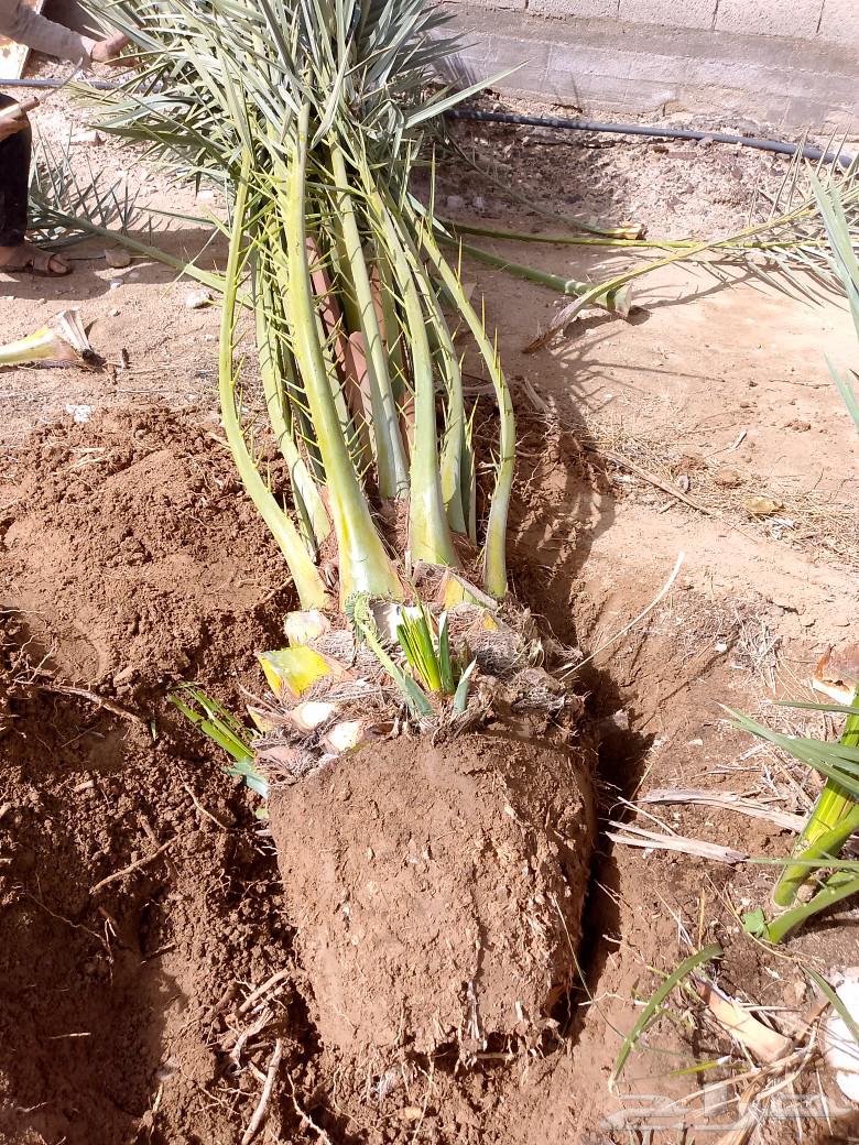 We have productive palm trees, all types are available63054490249986111