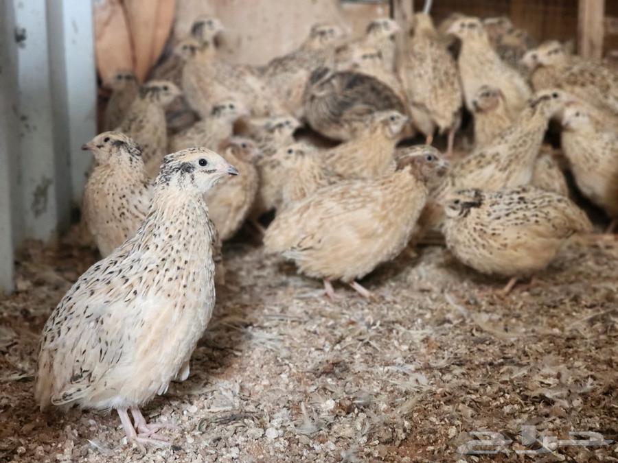 Samman for slaughter or for bird people63050801961986111