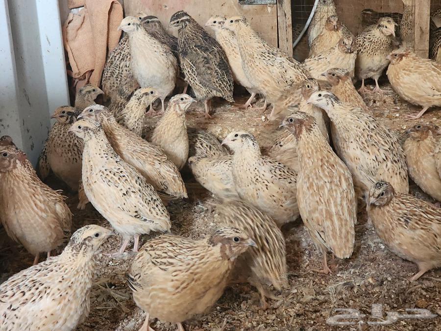 Samman for slaughter or for bird people63050801961986112