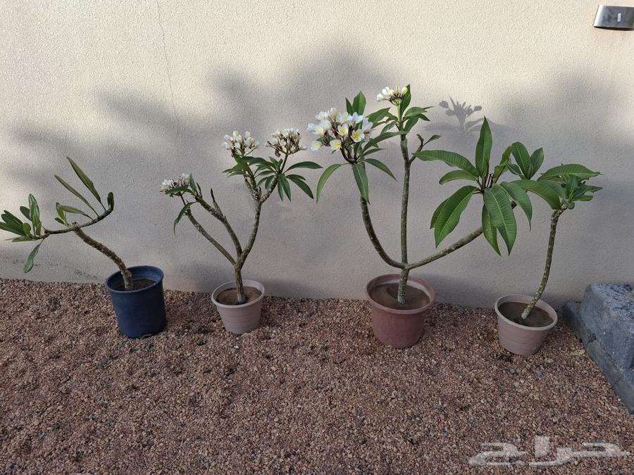 4 Indian Jasmine seedlings for sale63050013181059114