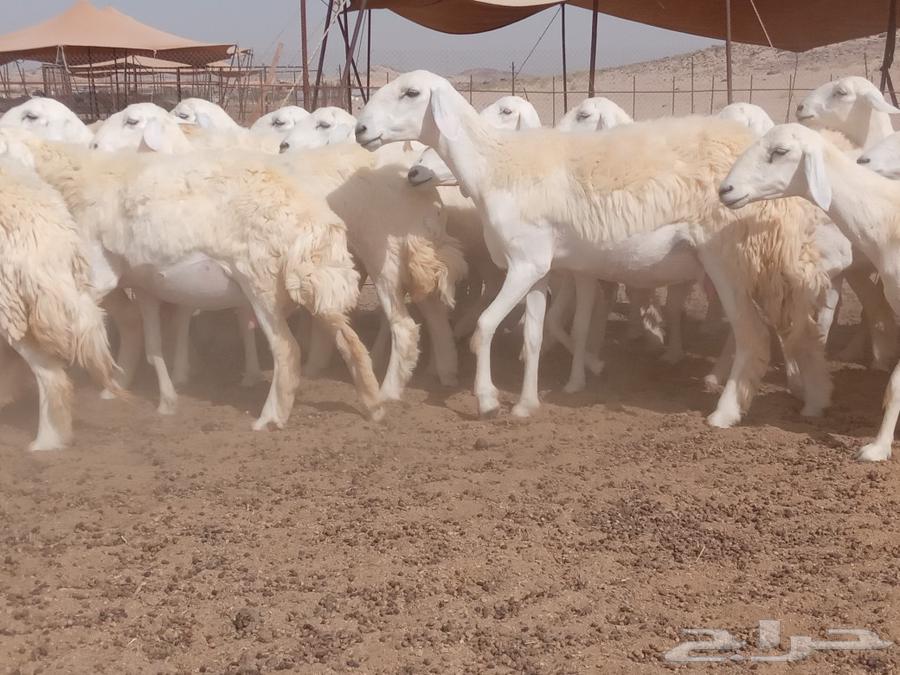 What Allah wills and Allah blesses, I present to you High Pressure Rkhal Sheepskins63051216038147114