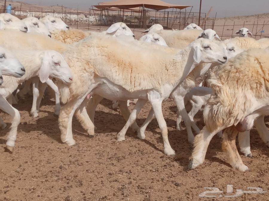 What Allah wills and Allah blesses, I present to you High Pressure Rkhal Sheepskins63051216038147111