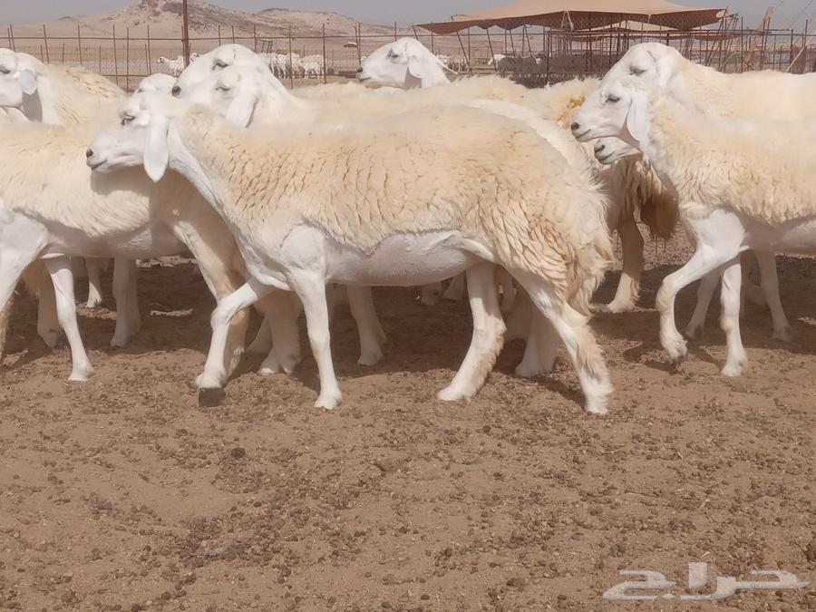 What Allah wills and Allah blesses, I present to you High Pressure Rkhal Sheepskins63051216038147112