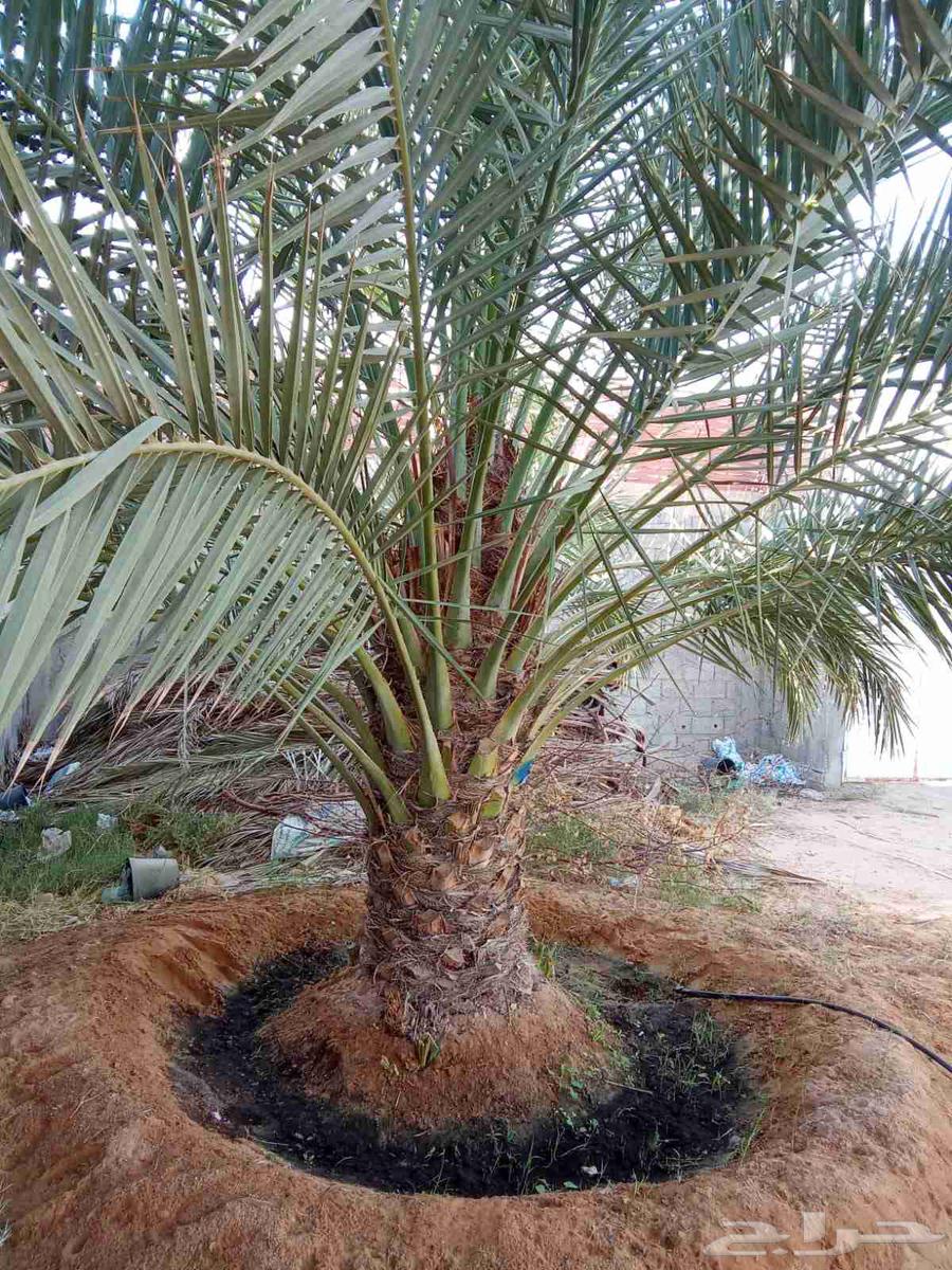 Arabic palm fossils and decorations63052074813954114