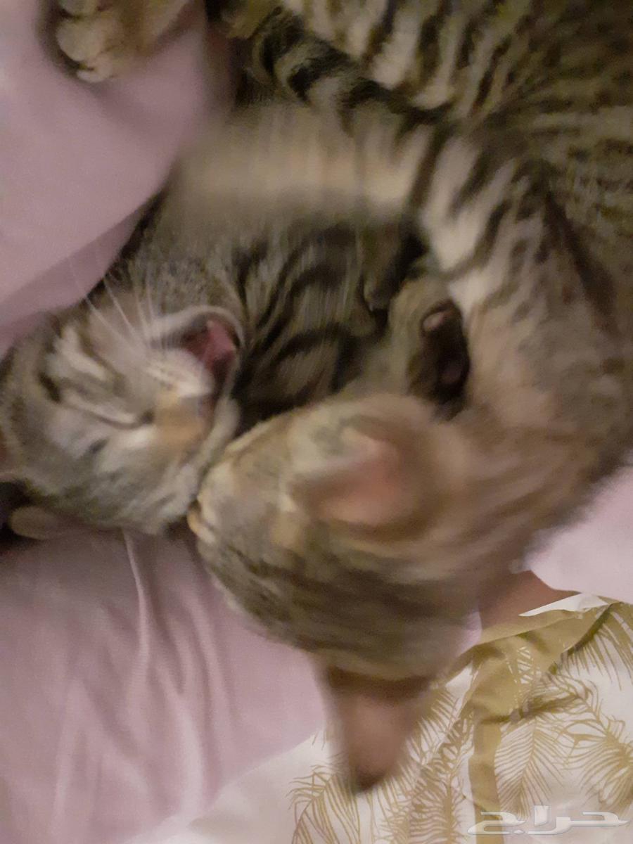 Cats for urgent adoption63052074900482113