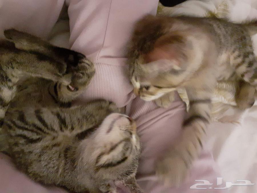 Cats for urgent adoption63052074900482112