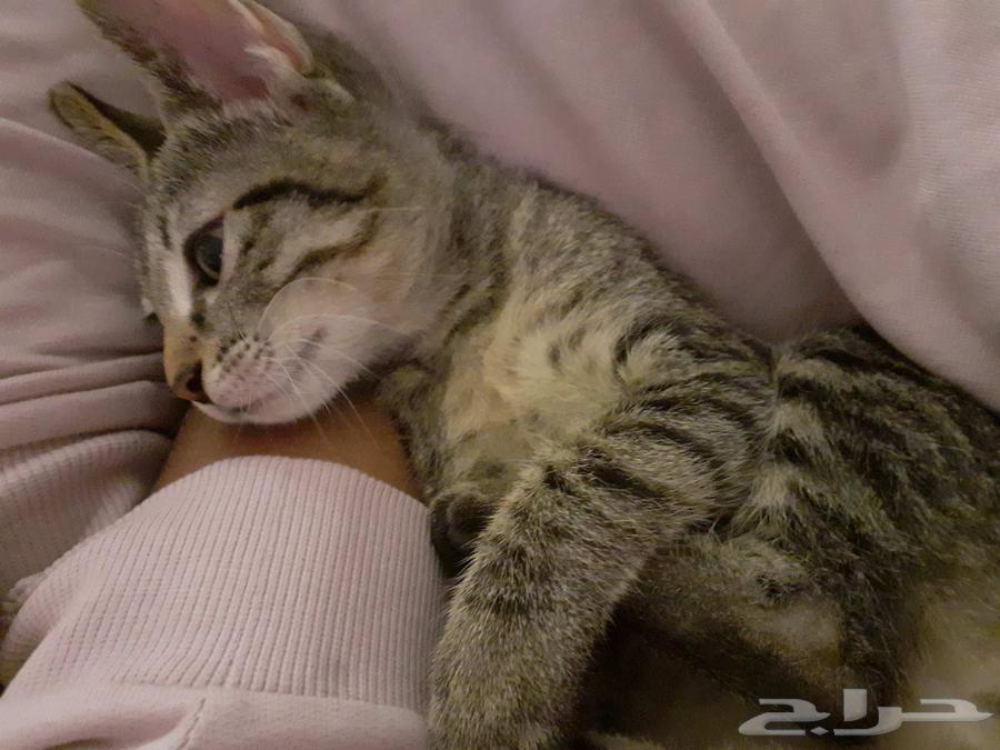 Cats for urgent adoption63052074900482111