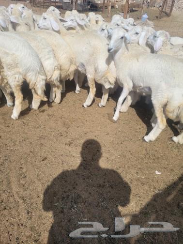 Your slaughter at your house door is luxurious freedom, Kufuwoswakni.630508191534101111