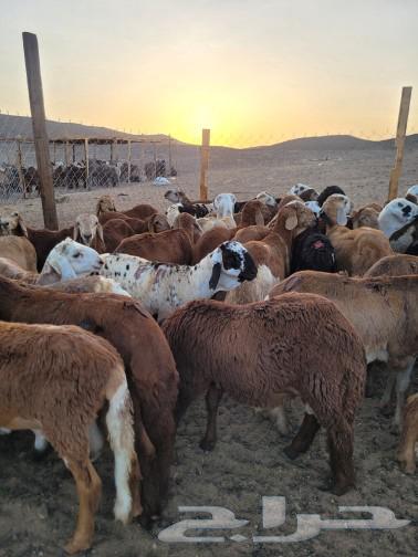Your slaughter at your house door is luxurious freedom, Kufuwoswakni.63050819153410112